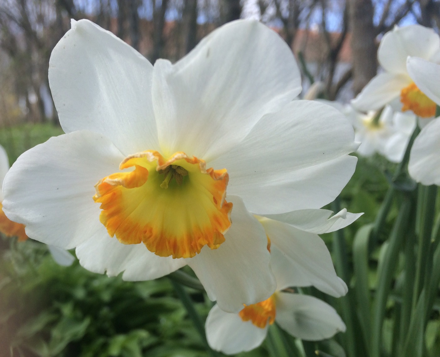 Pinseferien - i egen vogn