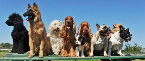 Over 400 Hundevenlige campingpladser i Danmark. Læs mere her.