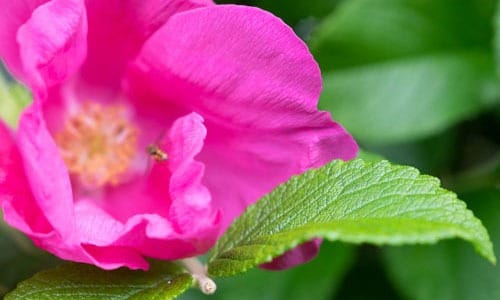 Pinseferien - i egen vogn (1)